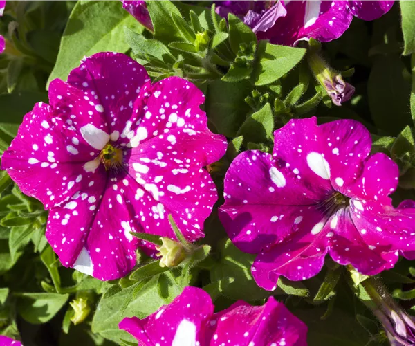 Petunia 'BabyDoll'®