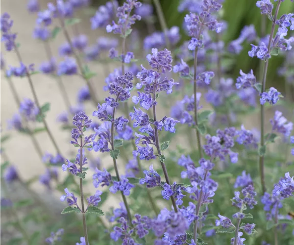 Nepeta x faassenii