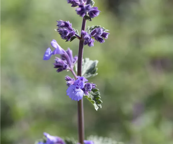 Nepeta x faassenii 'Walker´s Low'