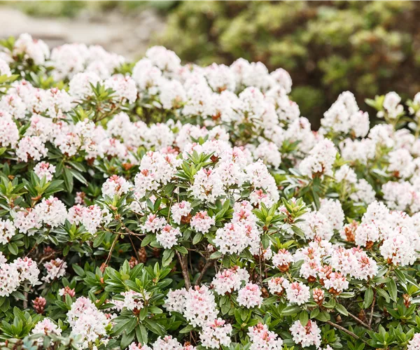 Rhododendron micranthum 'Bloombux'®