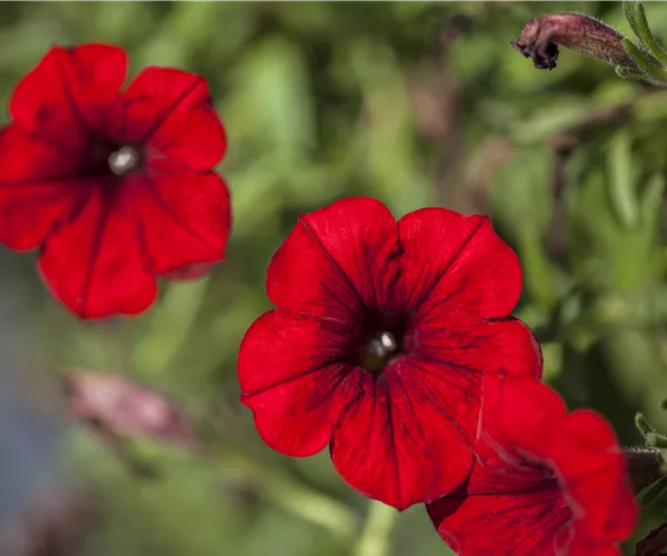 Petunia 'SURFINIA'™