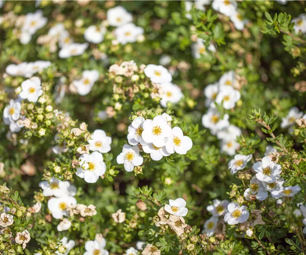 Potentilla fruticosa 'Abbotswood'