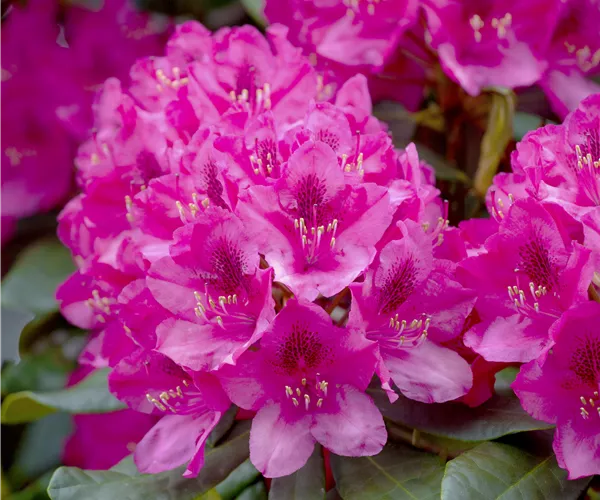 Rhododendron 'Nova Zembla'