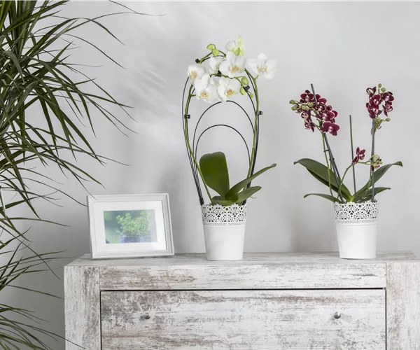 Phalaenopsis