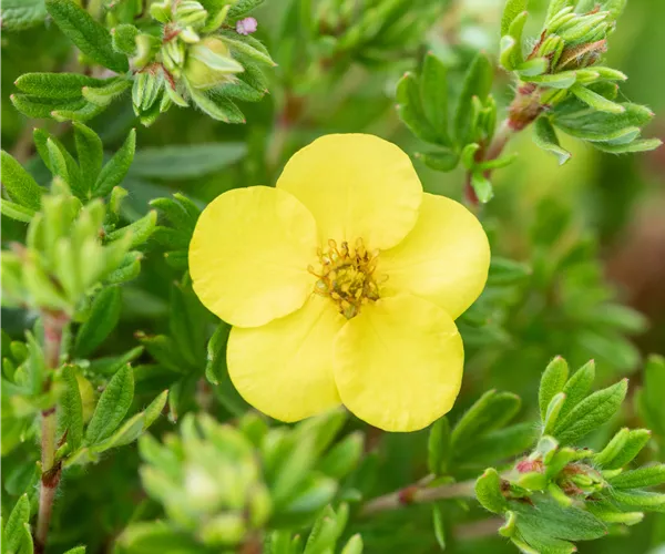 Potentilla fruticosa 'Kobold'