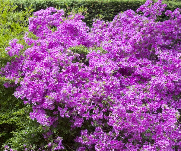 Rhododendron obtusum