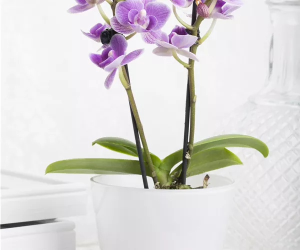 Phalaenopsis Mini
