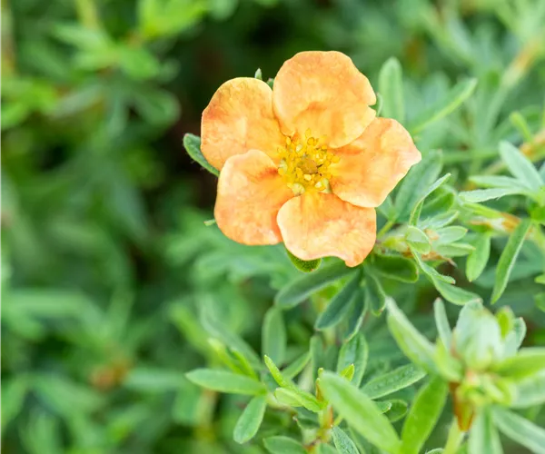 Potentilla fruticosa 'Red Ace'