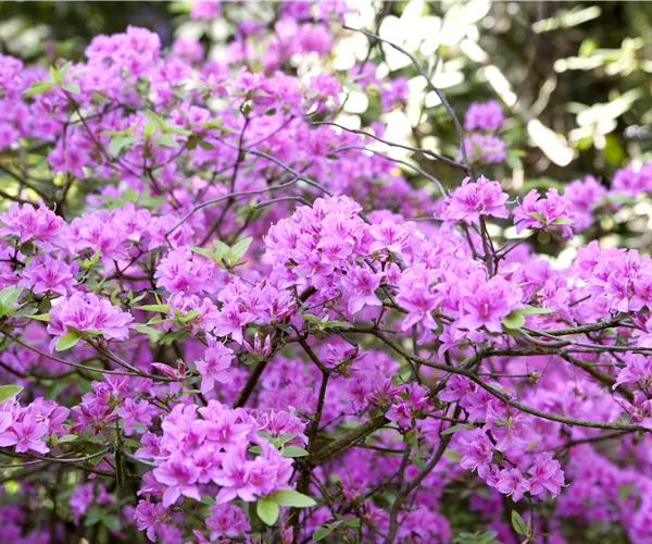 Rhododendron 'Praecox'