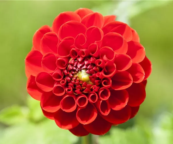 Dahlien – Blütenzauber im Sommer