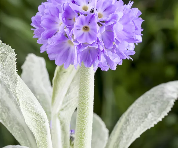 Primula denticulata
