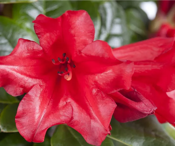 Rhododendron repens 'Scarlet Wonder'