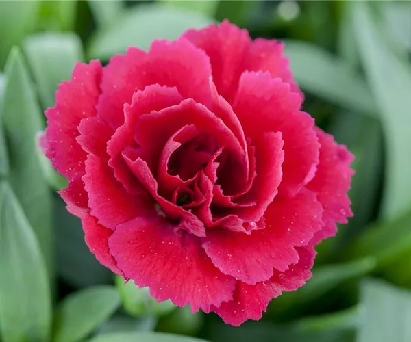 Der 1. Mai – was hat er mit Pflanzen und Blumen zu tun?