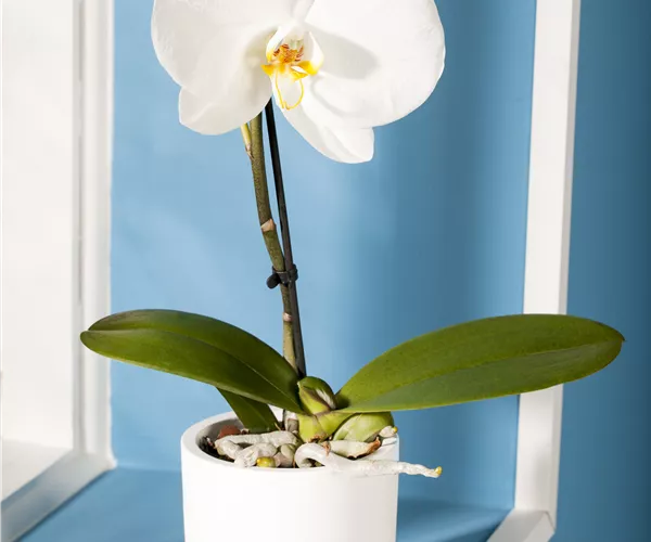 Phalaenopsis 'Singolo'®