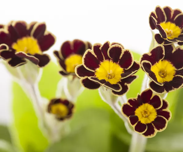 Primula elatior 'Victoriana'
