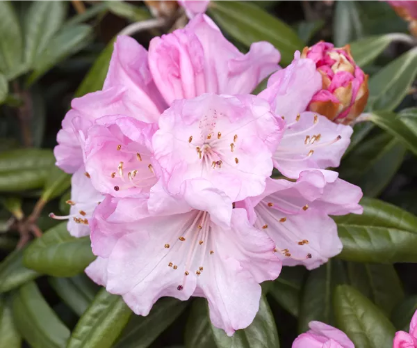 Rhododendron yakushimanum