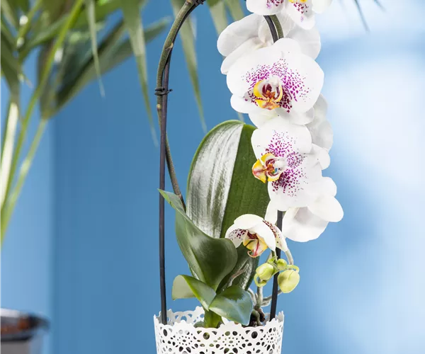 Phalaenopsis 'Waterfall'