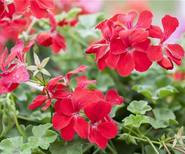 Die idealen Nachbarn für Geranien