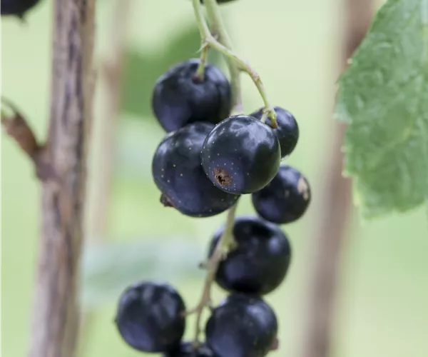 Ribes nigrum