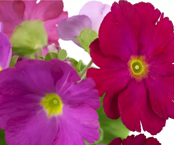 Primula obconica 'Touch Me'®