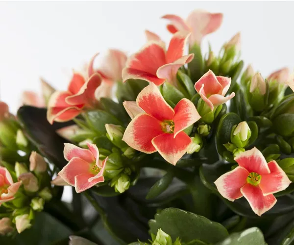 Die Kalanchoe - unsterbliche Schönheit