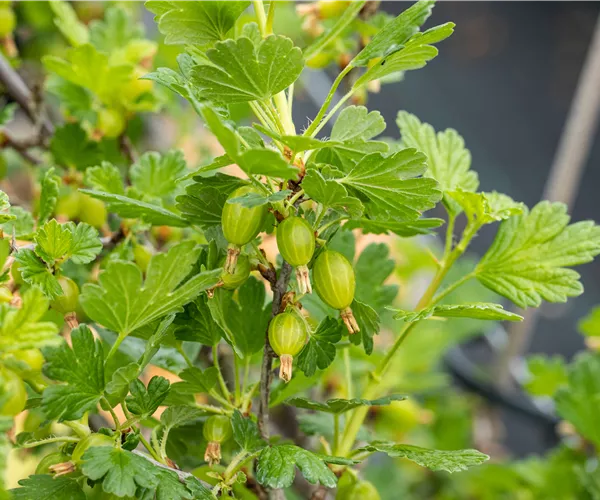 Ribes uva-crispa 'Hinnonmäki'