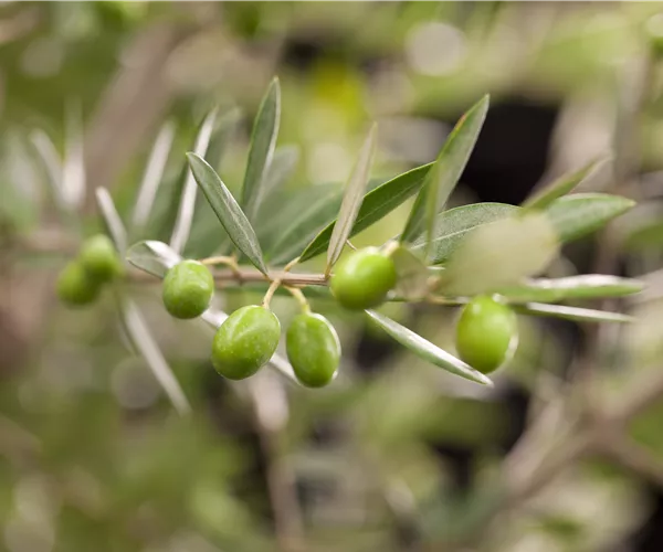 Kübelpflanzen für die Terrasse sorgen für mediterranes Flair