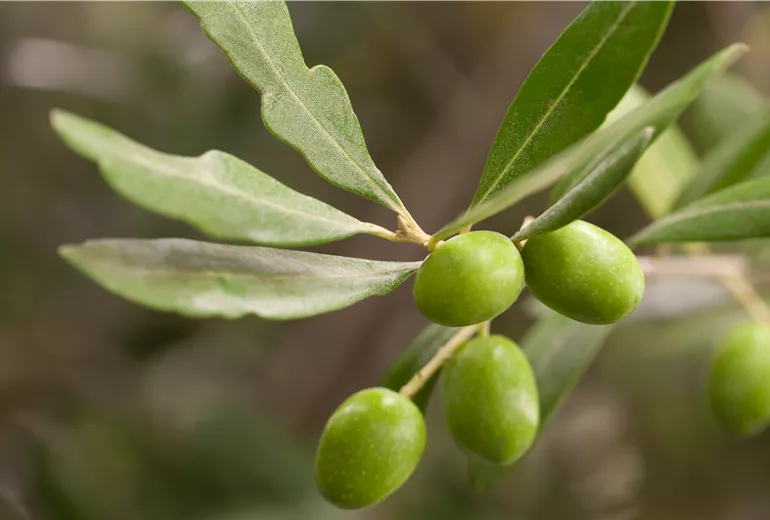 Olea europaea