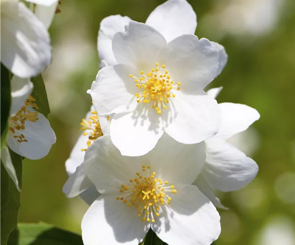 Philadelphus 'Belle Etoile'