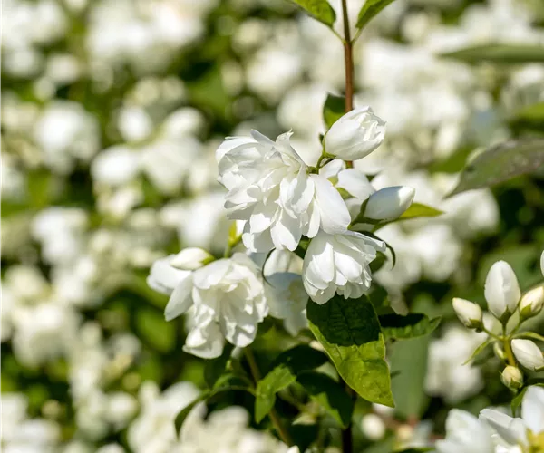 Philadelphus 'Schneesturm'