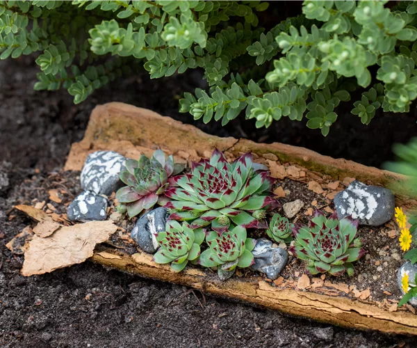 Sempervivum tectorum