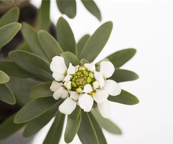 Die Schleifenblume – ein wahres Mauerblümchen