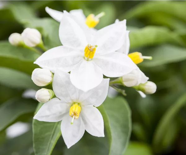 Solanum jasminoides