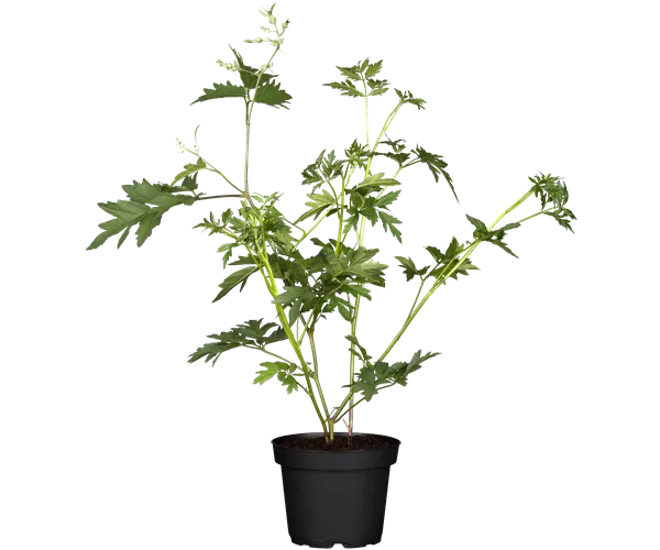 Rubus fruticosus 'Thornless Evergreen'