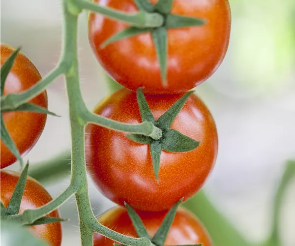 Solanum lycopersicum