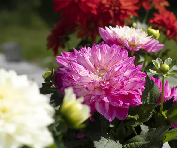 Farbe auf dem Balkon – Blumenzwiebeln für den Sommer