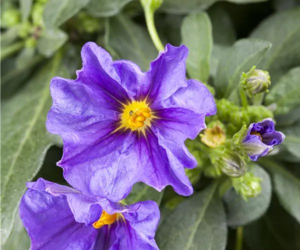 Solanum rantonnetii