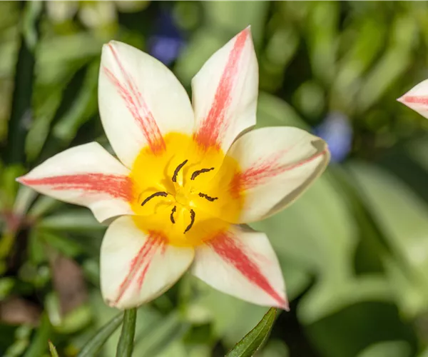 Tulipa botanical