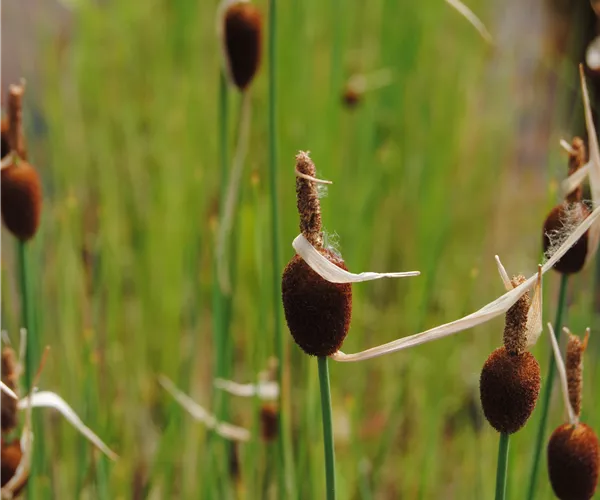 Typha minima