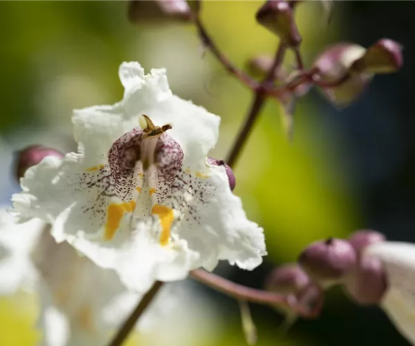 Exoten sorgen für besondere Hingucker im Garten