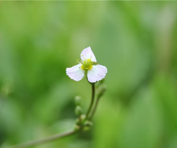 Sagittaria sagittifolia