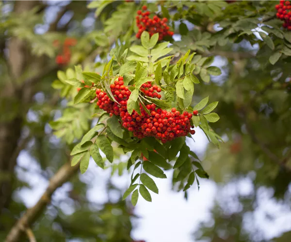 Sorbus aucuparia 'Edulis'