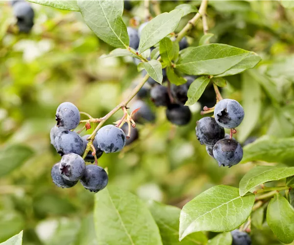 Vaccinium corymbosum