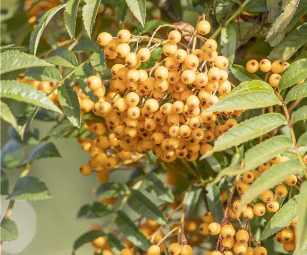 Sorbus aucuparia 'Autumn Spire'®