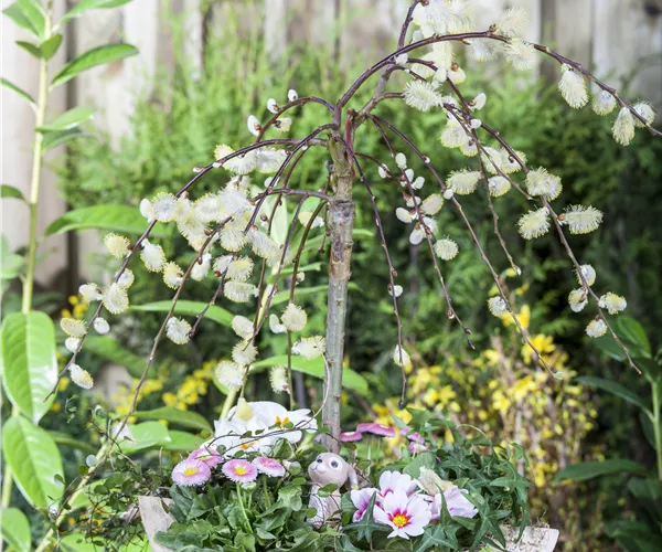 Salix caprea 'Pendula'