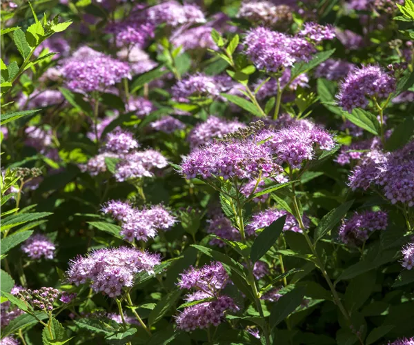 Spiraea japonica
