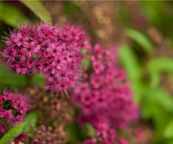 Spiraea japonica 'Anthony Waterer'