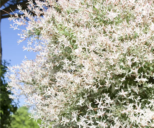 Salix integra 'Hakuro Nishiki'