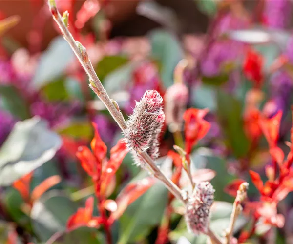 Salix 'Rotkätzchen'®