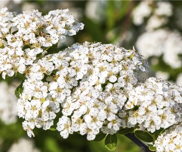 Spiraea nipponica 'Snowmound'